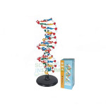 DNA Structure Model, Plastic Assembly Kit, Deluxe